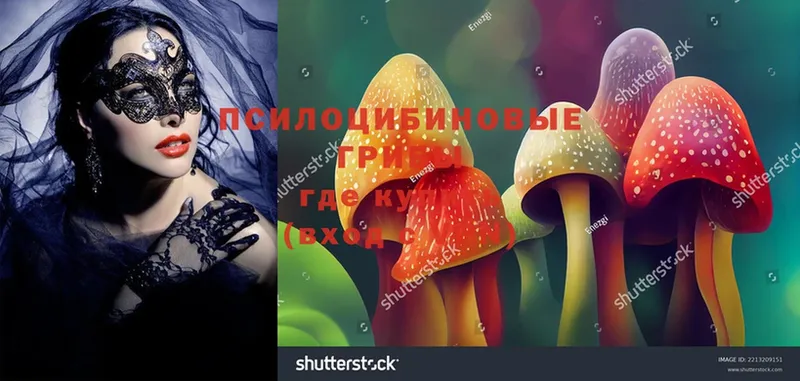 Галлюциногенные грибы Magic Shrooms  Ставрополь 